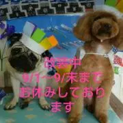 ラヴィアンローズの画像