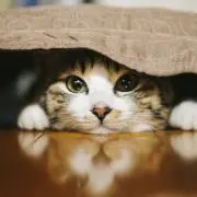Mooncat