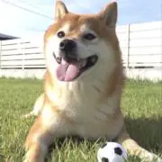 おはちの画像