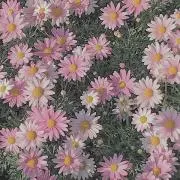 のんの画像