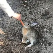あちゅの画像