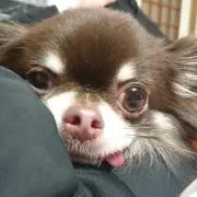 ぴ〜ちゃんの画像