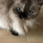 シナモン