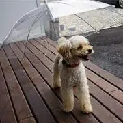 ミズキ☆