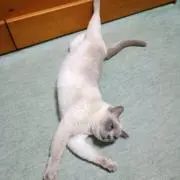歌う調理師の画像