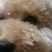 ROCHERの画像