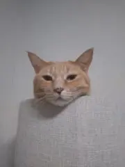 亀パパの画像