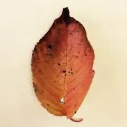 Cumicoの画像