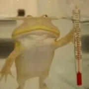 ケロロ