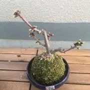 Buirre