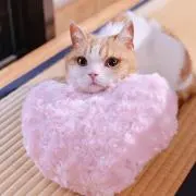 ROCK