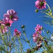 mayの画像