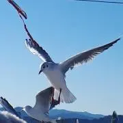 たづこ