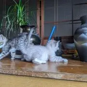 初美の画像