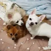 UDO☆