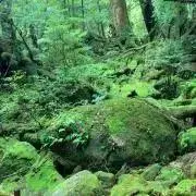 WAKASの画像