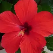 HIROKO