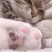 もちの画像