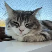 きのぴお