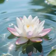ハオチの画像