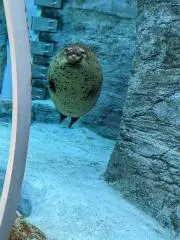 ottiの画像