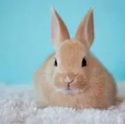 うみうさぎの画像