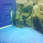 氷雨 ※プロフ一読ください。