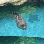 ドラえもんの画像