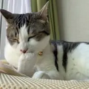 なかひの画像