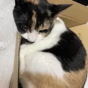 ベベの画像