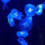 coronの画像