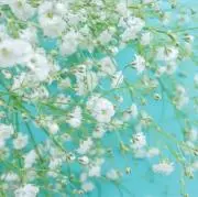 フラワーの画像