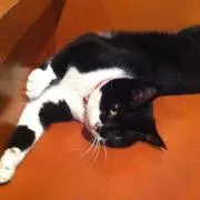 優依