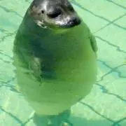 りくの画像