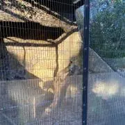 安達あんな