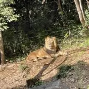 獅子丸