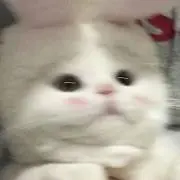 ゆの画像