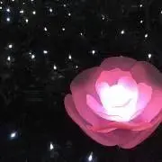 ha **の画像
