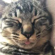 しっぽの画像