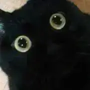 かえる　即購入OKの画像