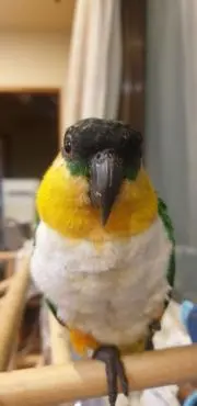 KoKo