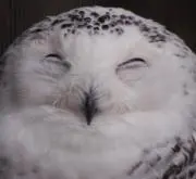 ぽっぽ33の画像