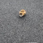 Mamaの画像