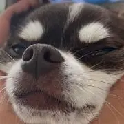 おかかおの画像