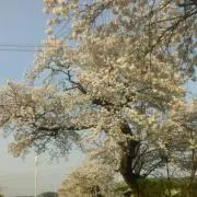 そら☆の画像