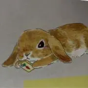 ウサコの画像