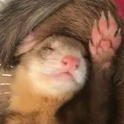 ショベルン