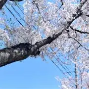 miemieの画像
