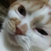 RFの画像
