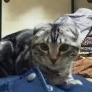 にゃも